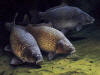 carp04